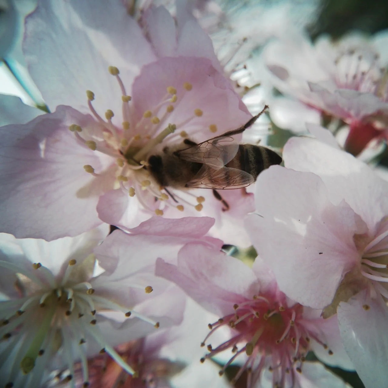 Wide and Macro Angle Lense Set